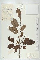 藏品(黑棗、君遷子)的圖片