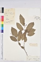 藏品(白木烏臼)的圖片