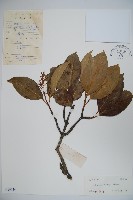 藏品(巴東莢迷)的圖片