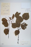 藏品(樺葉莢迷、玉山莢迷)的圖片