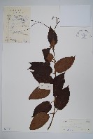 藏品(毛帘子藤)的圖片