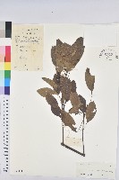 藏品(白臼)的圖片