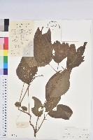 藏品(椴葉山麻桿)的圖片