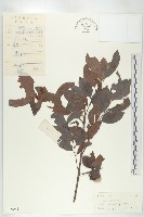 藏品(山紅柿)的圖片