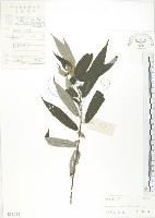 藏品(水麻)的圖片