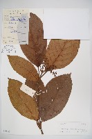 藏品(水紅木)的圖片