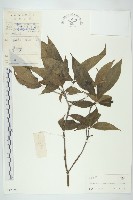 藏品(青莢葉)的圖片