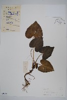 藏品(薄葉細辛、尾花細辛)的圖片