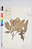 藏品(星刺栲、羅浮錐)的圖片