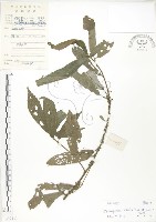 藏品(水麻)的圖片