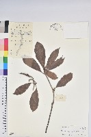 藏品(多花杜鵑)的圖片