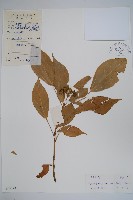 藏品(變葉樹參)的圖片