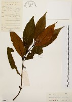 藏品(茜草樹)的圖片