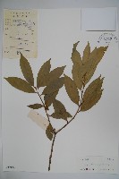 藏品(糊樗)的圖片