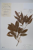 藏品(紅翅槭)的圖片