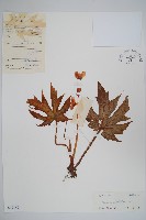 藏品(掌裂葉秋海棠)的圖片