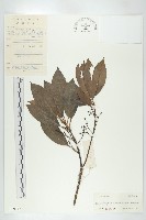 藏品(俄氏虎皮楠、蘭嶼虎皮楠、虎皮楠)的圖片