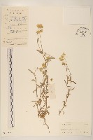 藏品(秋鼠麴草)的圖片