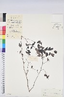 藏品(紅仔珠)的圖片