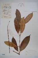 藏品(黃花球蘭)的圖片