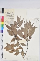 藏品(反刺苦櫧)的圖片