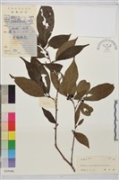 藏品(釣齒鼠李)的圖片