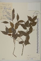 藏品(大丁黃)的圖片