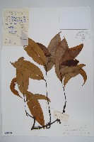 藏品()的圖片