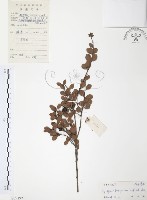 藏品(小葉赤楠)的圖片