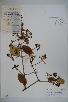 藏品(皺葉忍冬)的圖片