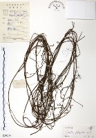 藏品(無根草)的圖片