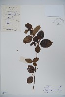 藏品(南方莢迷)的圖片