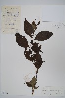 藏品(球花馬藍)的圖片