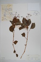 藏品(直角鳳仙花)的圖片