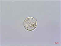 藏品(糯米團)的圖片