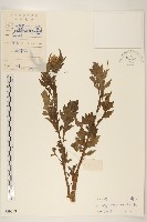 藏品(飛機草)的圖片