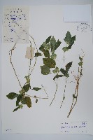 藏品(華九頭獅子草)的圖片