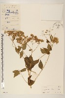 藏品(華澤蘭)的圖片