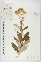 藏品(羊耳菊)的圖片