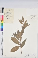 藏品(綠背桂花)的圖片