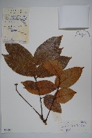 藏品(烏欖)的圖片