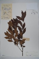 藏品(三花冬青)的圖片