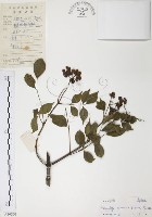 藏品(野鴉椿)的圖片