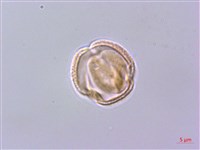 藏品(檸檬清風藤)的圖片