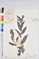 藏品(白背算盤子)的圖片