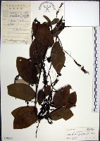 藏品(大葉山螞蝗)的圖片