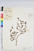 藏品(乳仔草)的圖片