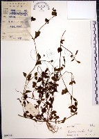 藏品(倒地蜈蚣)的圖片