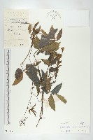 藏品(叉指葉栝樓)的圖片