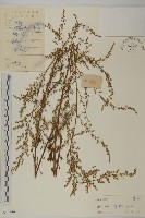 藏品(牡蒿)的圖片